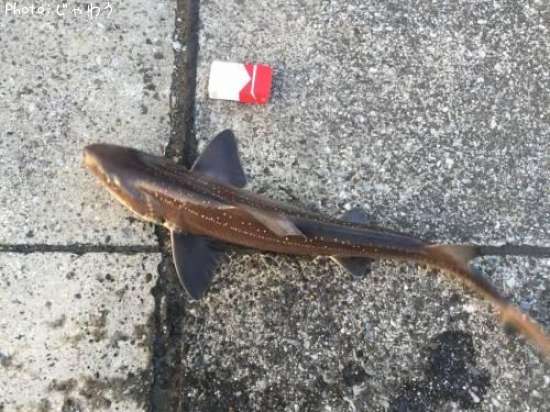 �ɥ�����