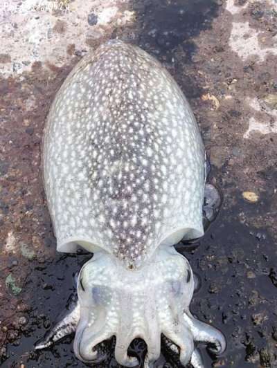 ����䥱����