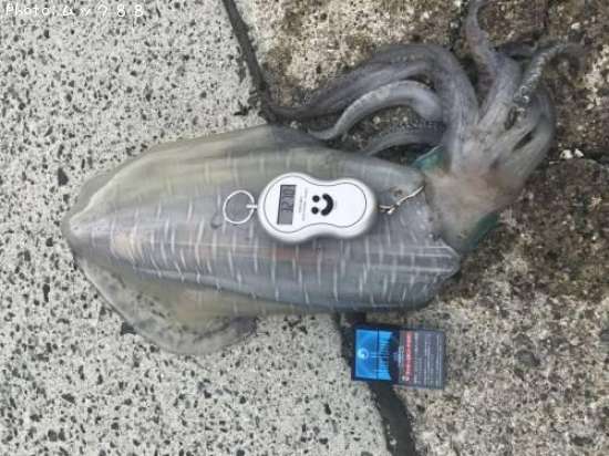 �����ꥤ��