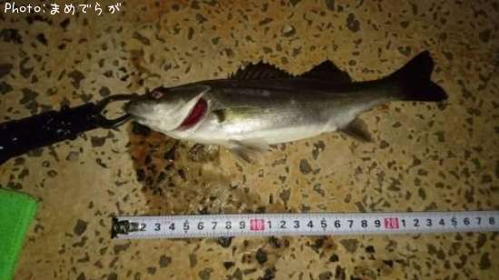 �����Х�