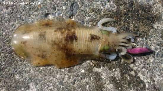 �����ꥤ��