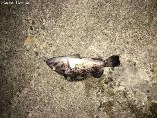 ���ӥ���