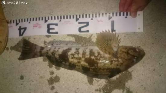 �����ʥ�