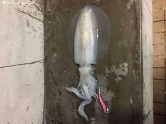 �����ꥤ��