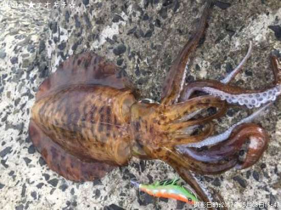 �����ꥤ��