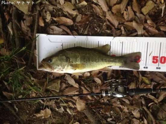 �֥�å��Х�