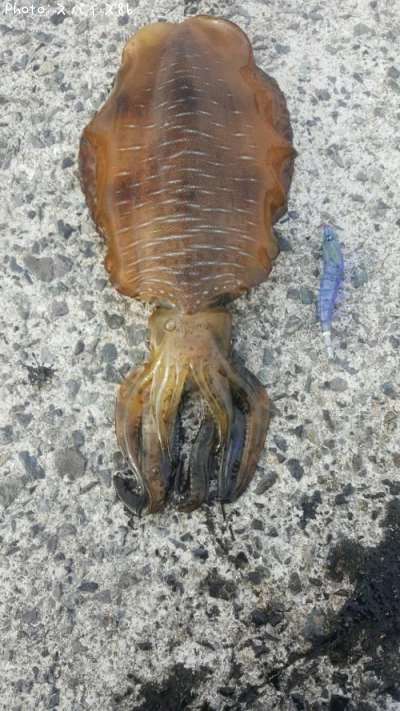 �����ꥤ��