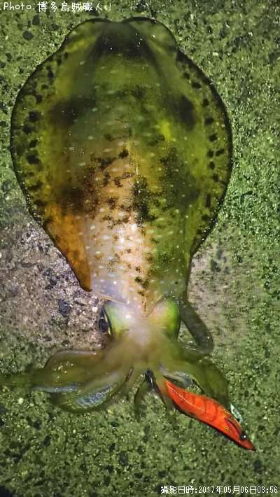 �����ꥤ��