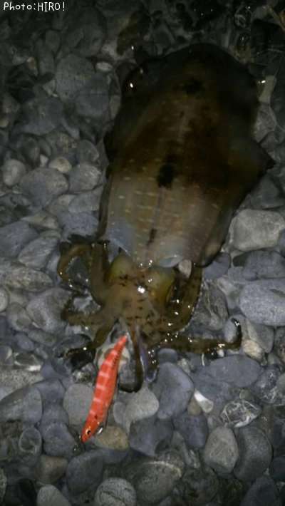 �����ꥤ��