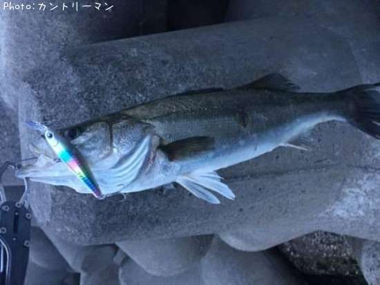 �����Х�