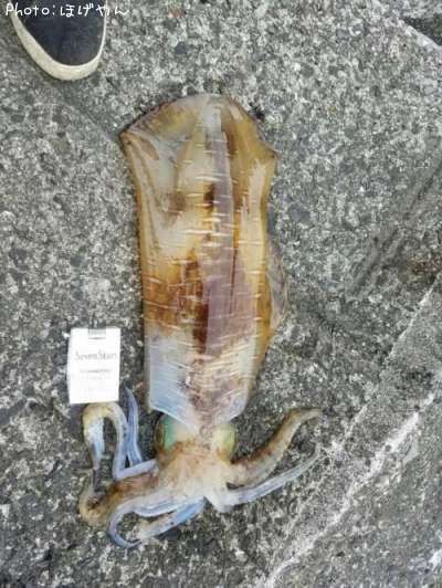 �����ꥤ��