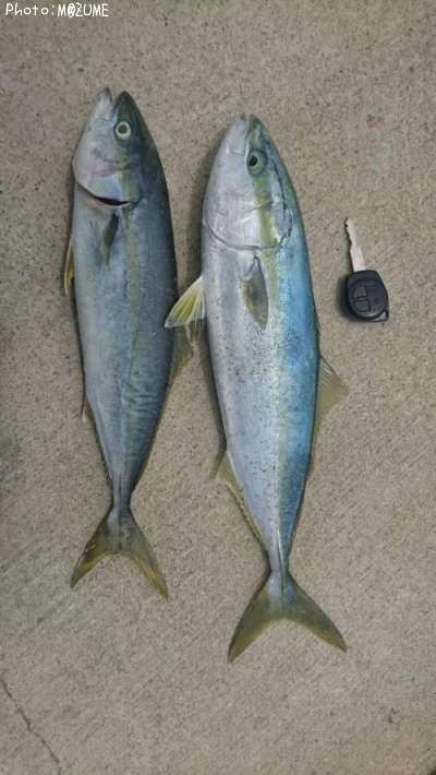 ���ʥ�