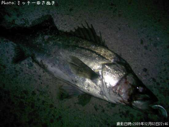 �ޥ륹����