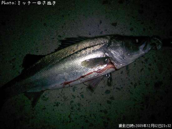 �ޥ륹����