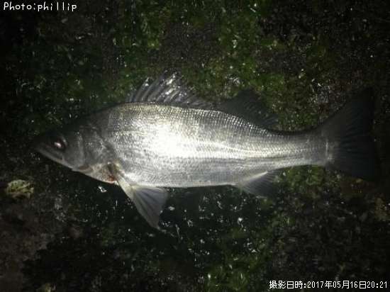 �ҥ饻����