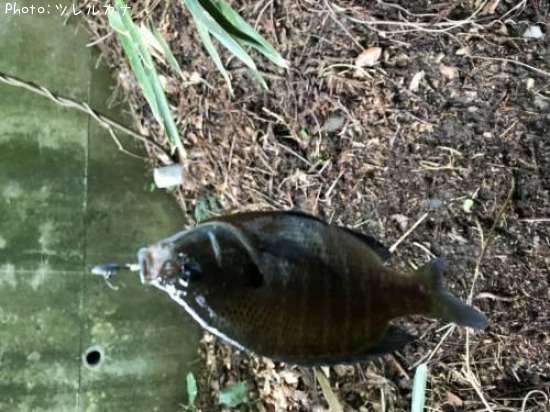 �֥롼����