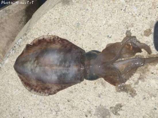 �����ꥤ��