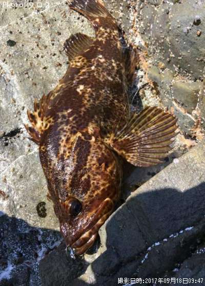 �٥å�������