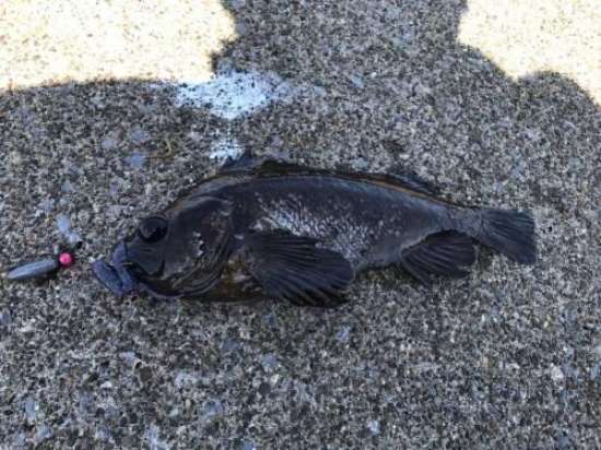 ������Х�