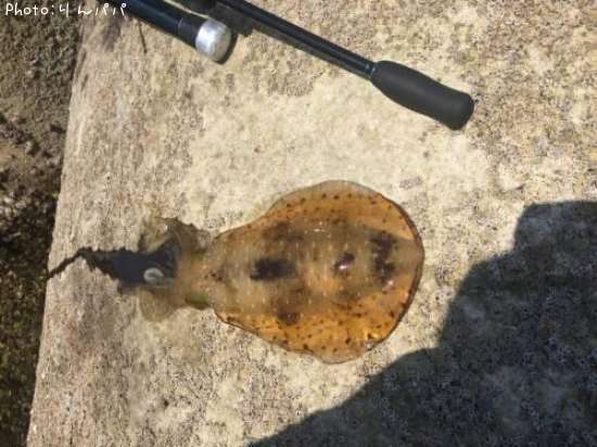 �����ꥤ��