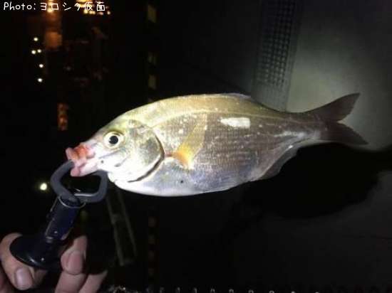 ���ߥ��ʥ�