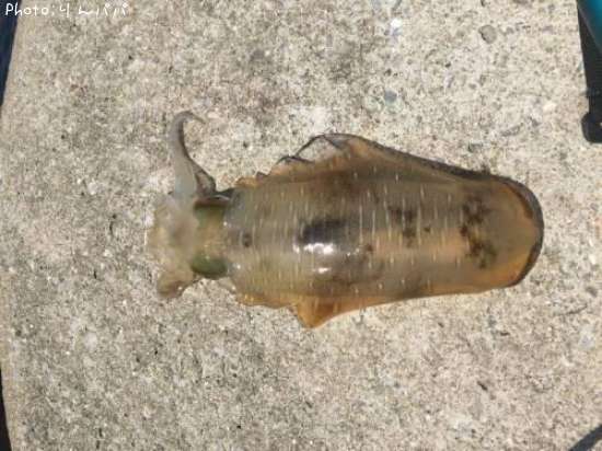 �����ꥤ��