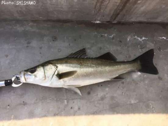 �����Х�