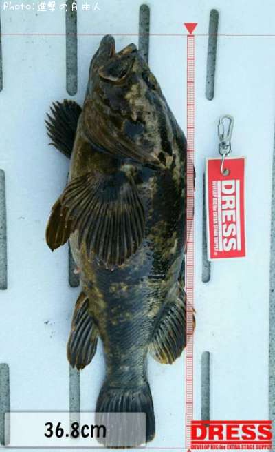 �٥å�������