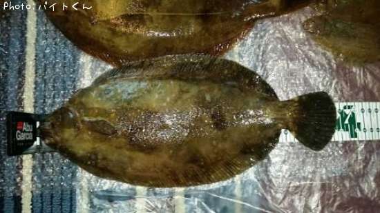 �ʥ᥿���쥤