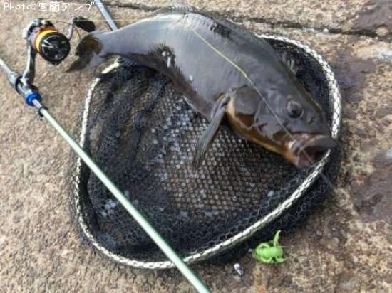 �����ʥ�