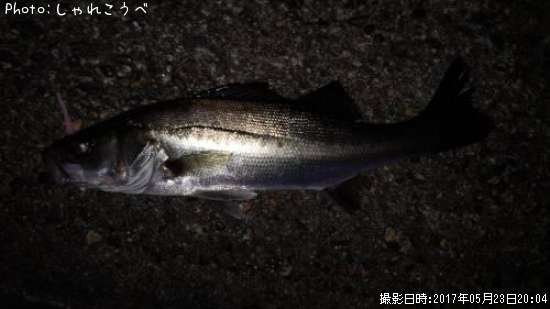 �����Х�