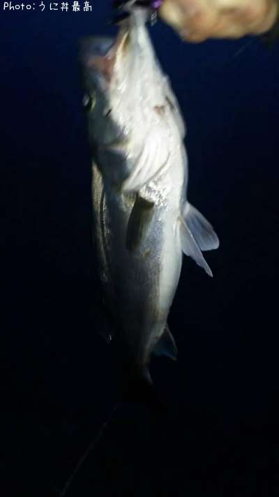 �����Х�