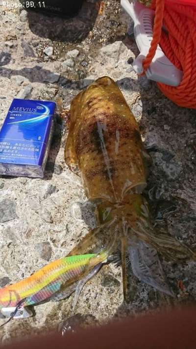 �����ꥤ��