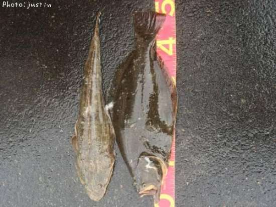 �ҥ�ᡢ�ޥ���