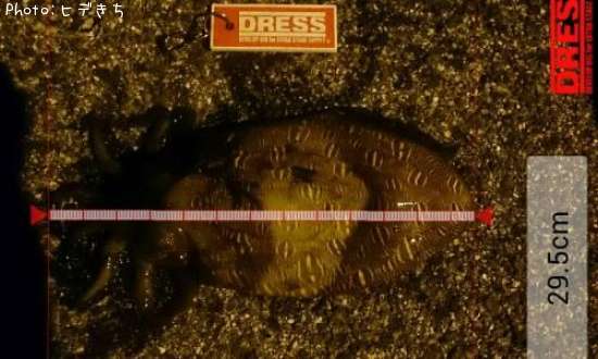 ��󥴥�����