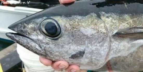 �ߡ����ӡڥ�Х��ޥ�����