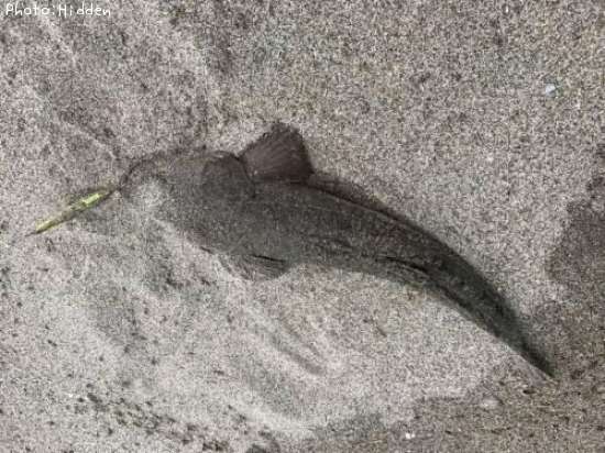 �ޥ���