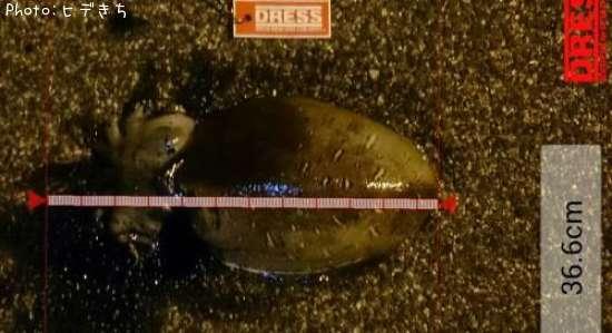 ��󥴥�����