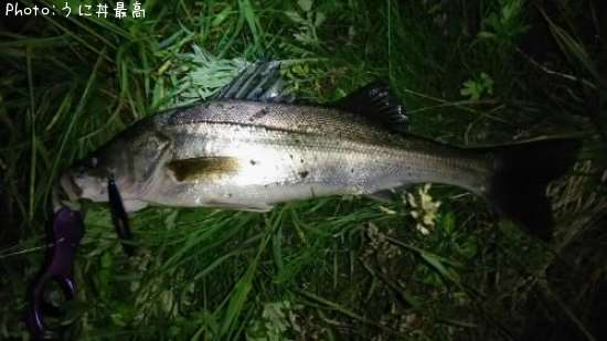 �����Х�