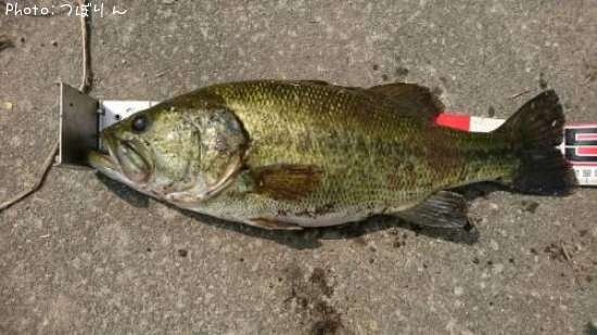 �֥�å��Х�