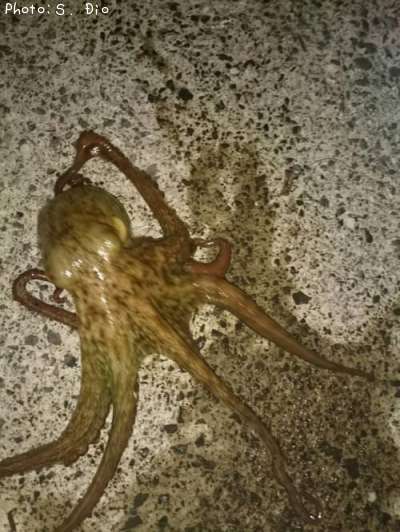 �ޥ����ʡ��