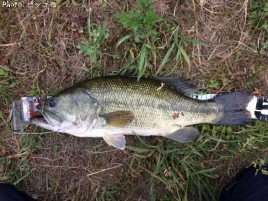 �֥�å��Х�