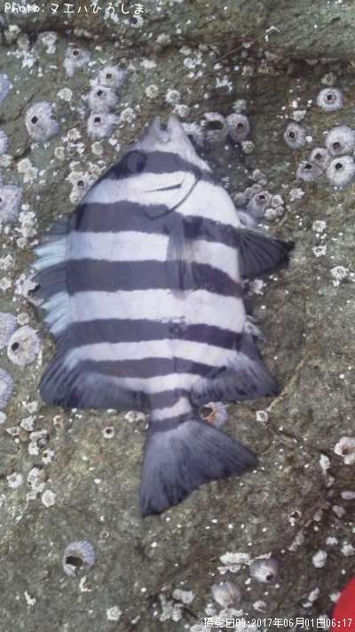 ����Х���