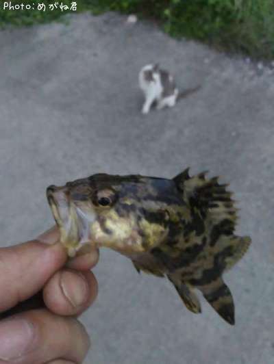 �����Υ���Х�