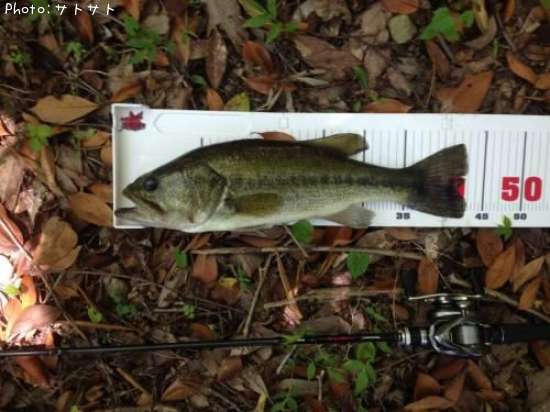 �֥�å��Х�