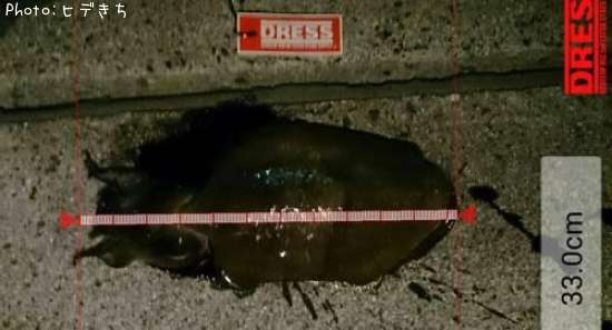 ��󥴥�����