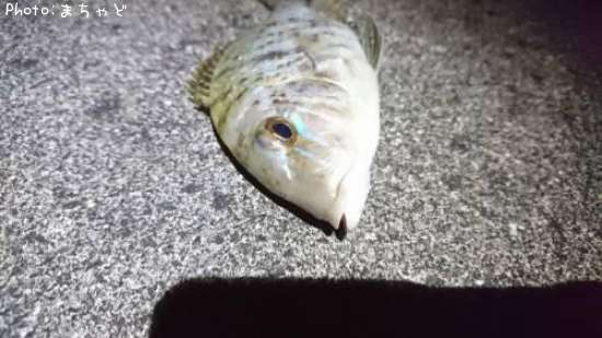 ����ʥ����ڥ��ĥͥե��ե���