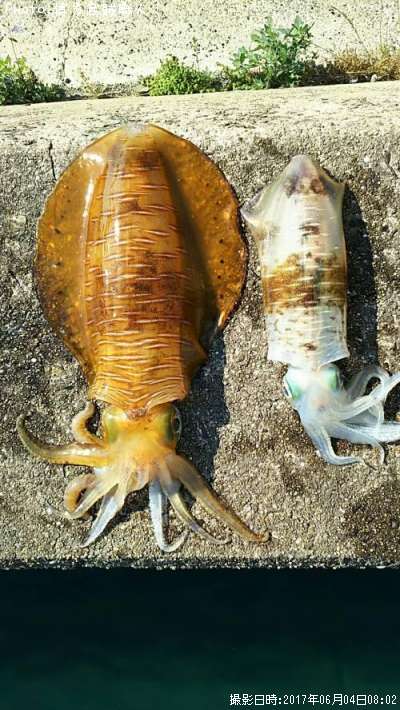 �����ꥤ��