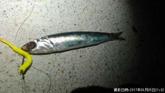 �����������亮�ʥ��祢�饤�󥷥㥤�ʡ���