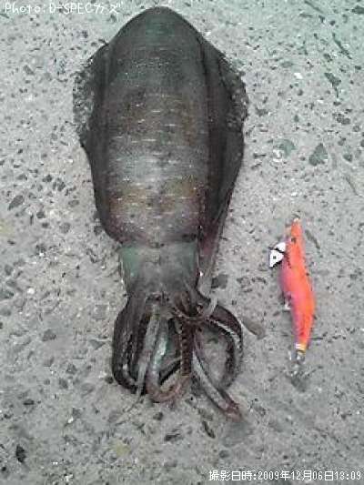 �����ꥤ��